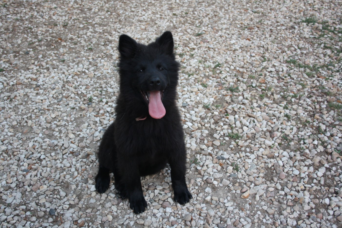 Chiot disponible à la réservation