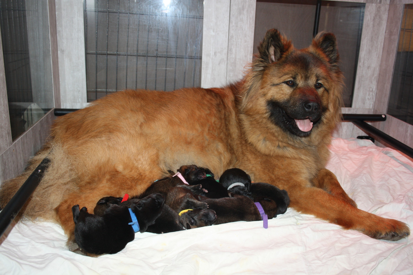 Des Oursons De La Fee - Eurasier - Portée née le 19/04/2026