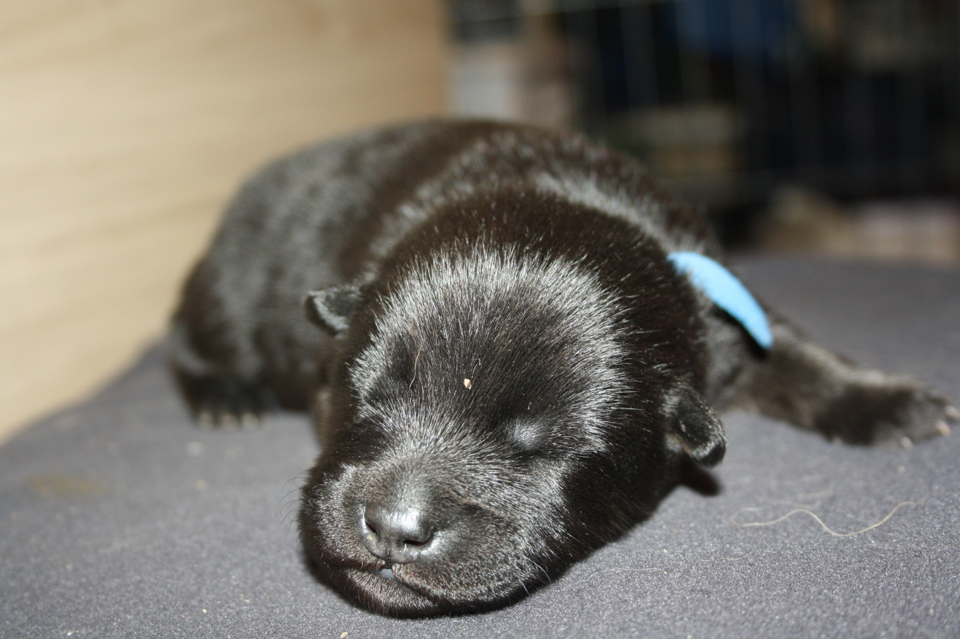 Des Oursons De La Fee - Chiots disponibles - Eurasier