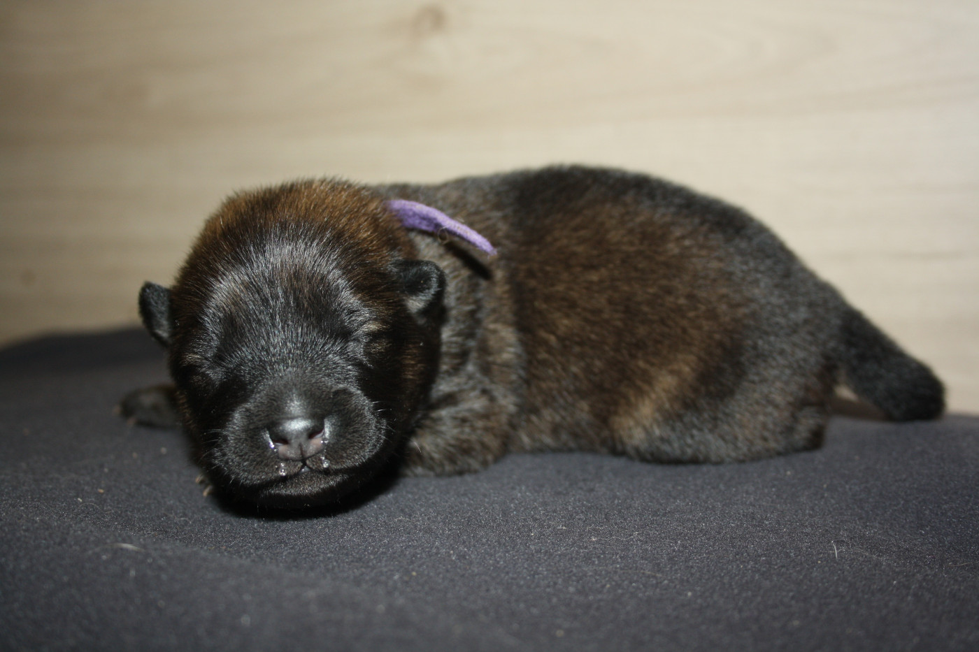 Des Oursons De La Fee - Chiots disponibles - Eurasier