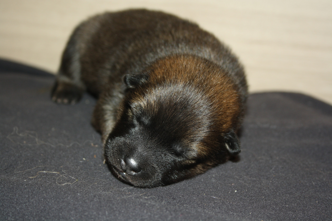 Des Oursons De La Fee - Chiots disponibles - Eurasier