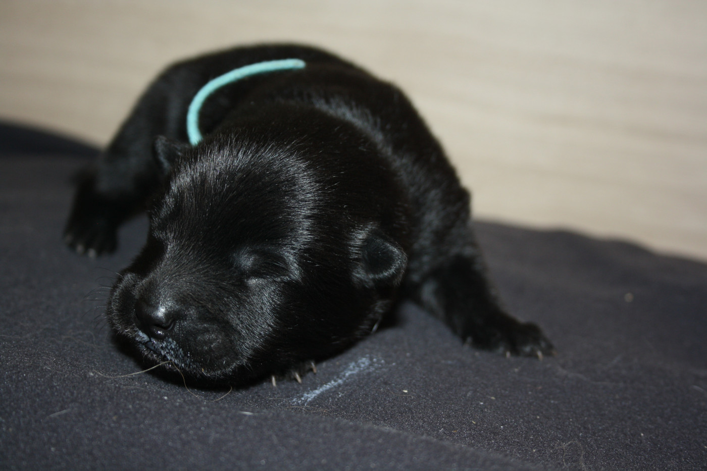 Des Oursons De La Fee - Chiots disponibles - Eurasier