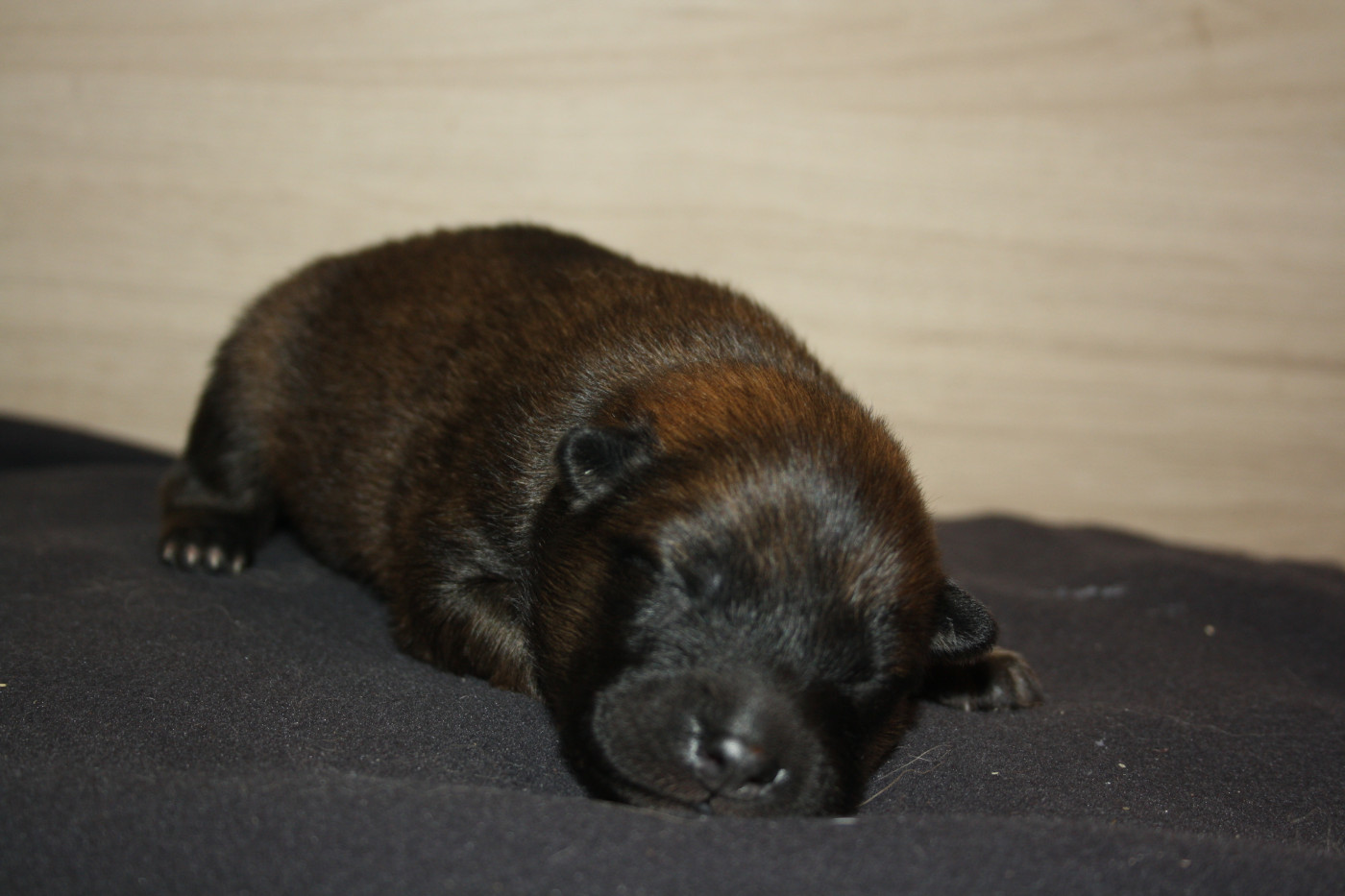 Des Oursons De La Fee - Chiots disponibles - Eurasier