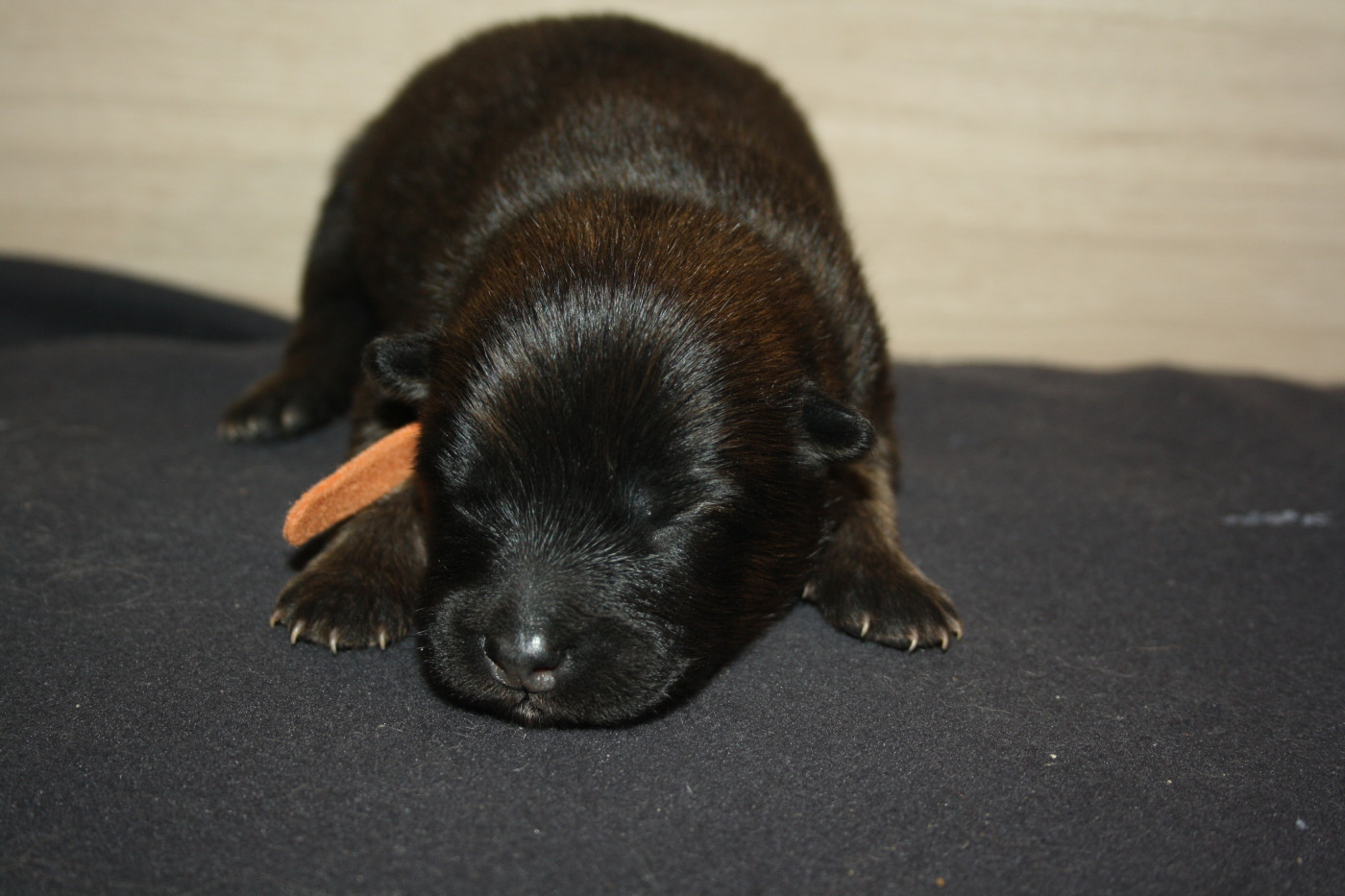 Des Oursons De La Fee - Chiots disponibles - Eurasier