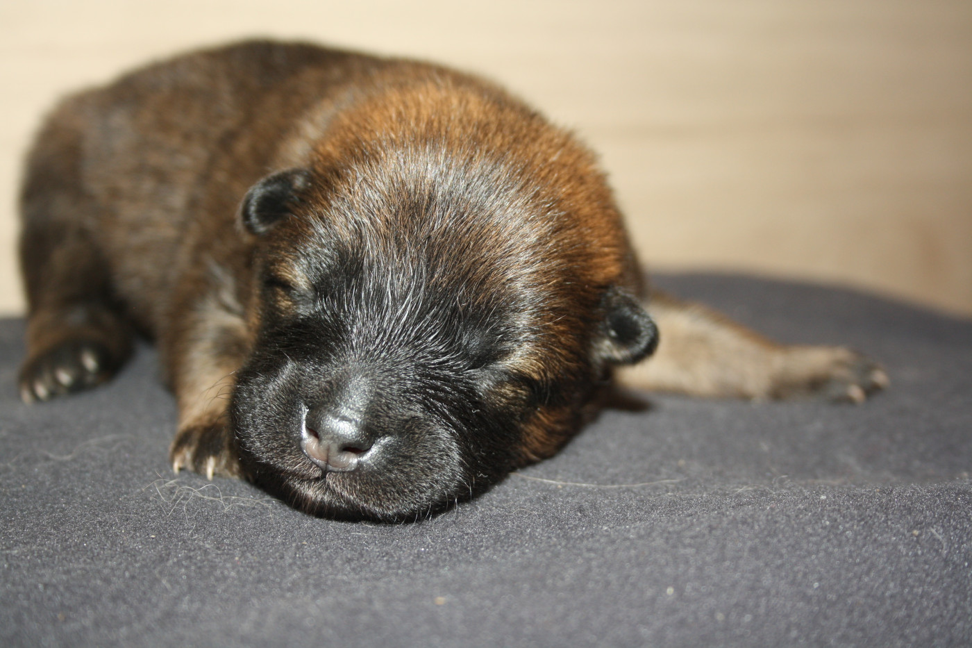 Des Oursons De La Fee - Chiots disponibles - Eurasier