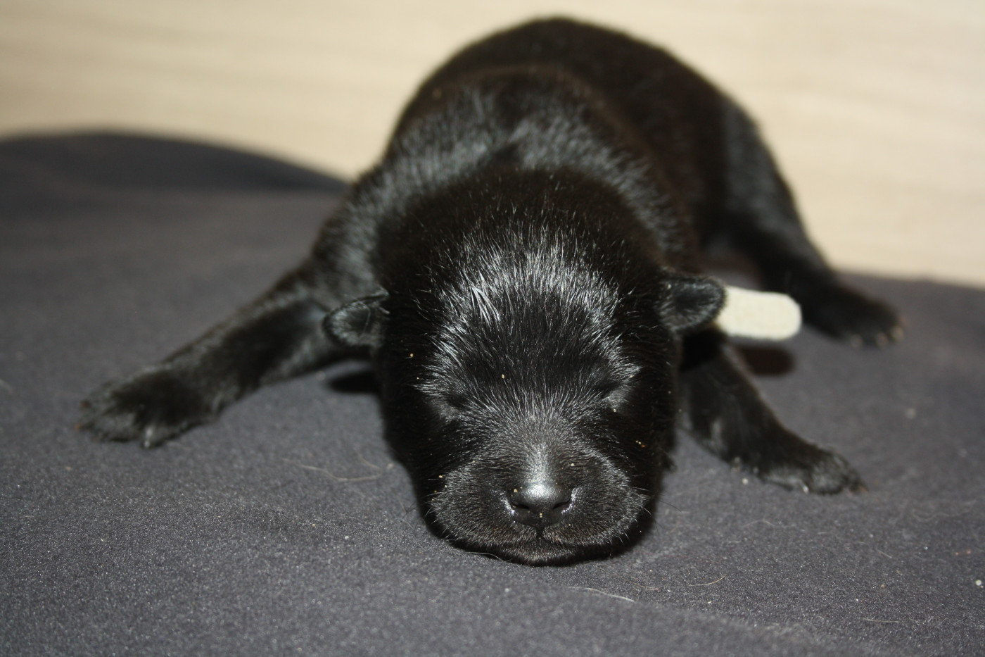 Des Oursons De La Fee - Chiots disponibles - Eurasier