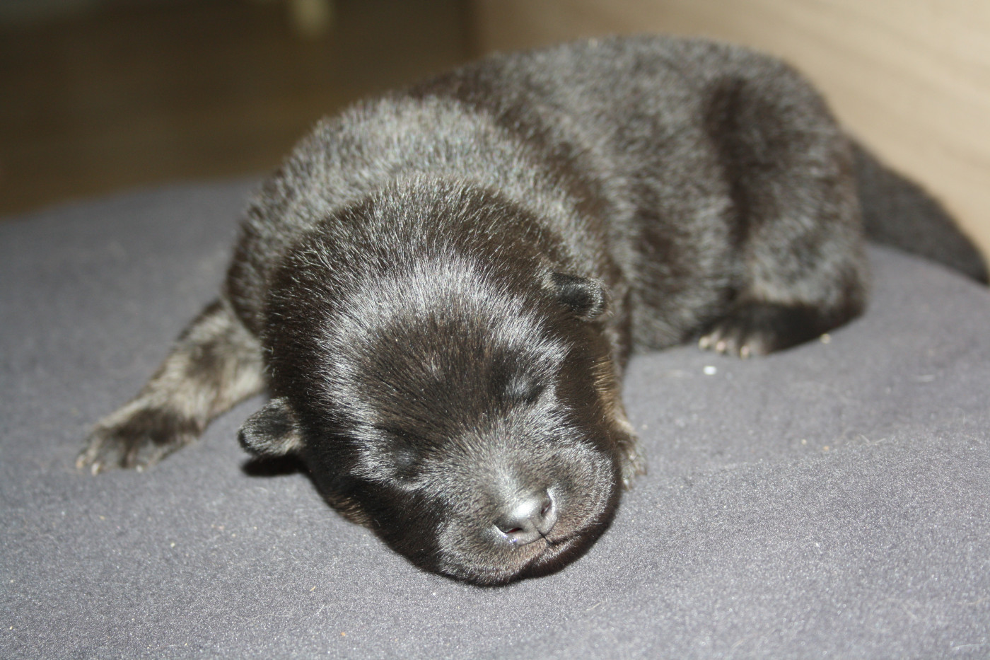 Des Oursons De La Fee - Chiots disponibles - Eurasier