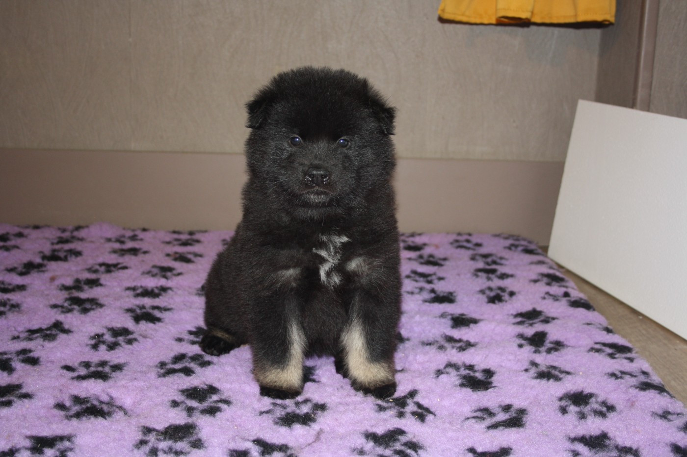Des Oursons De La Fee - Chiots disponibles - Eurasier