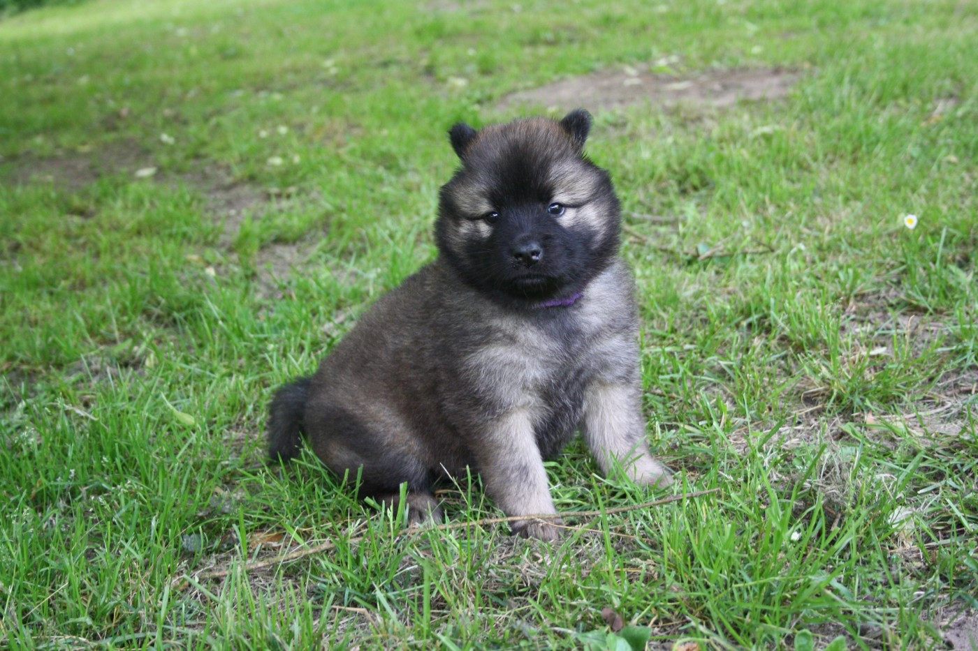 Des Oursons De La Fee - Chiots disponibles - Eurasier