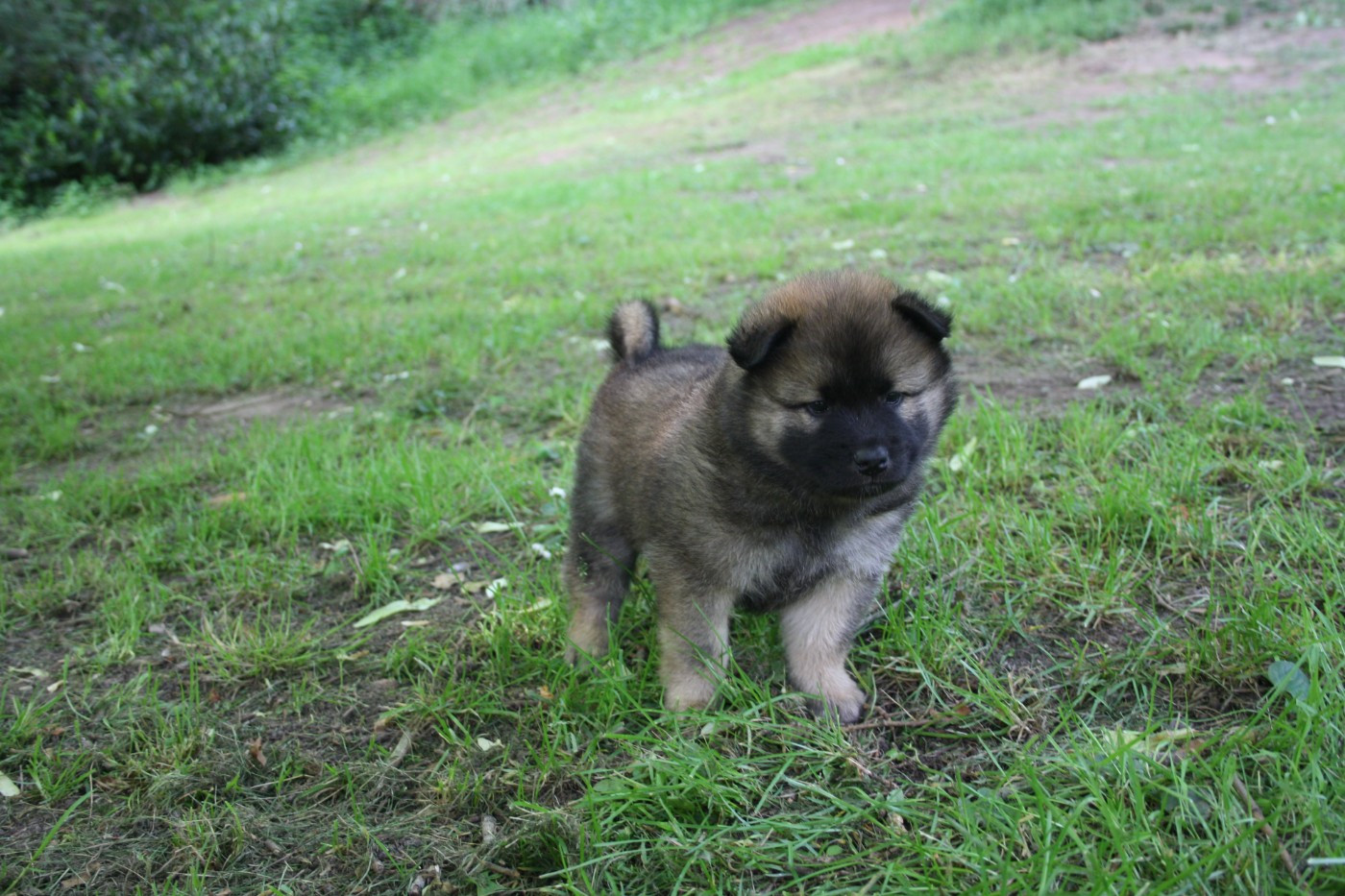 Des Oursons De La Fee - Chiots disponibles - Eurasier