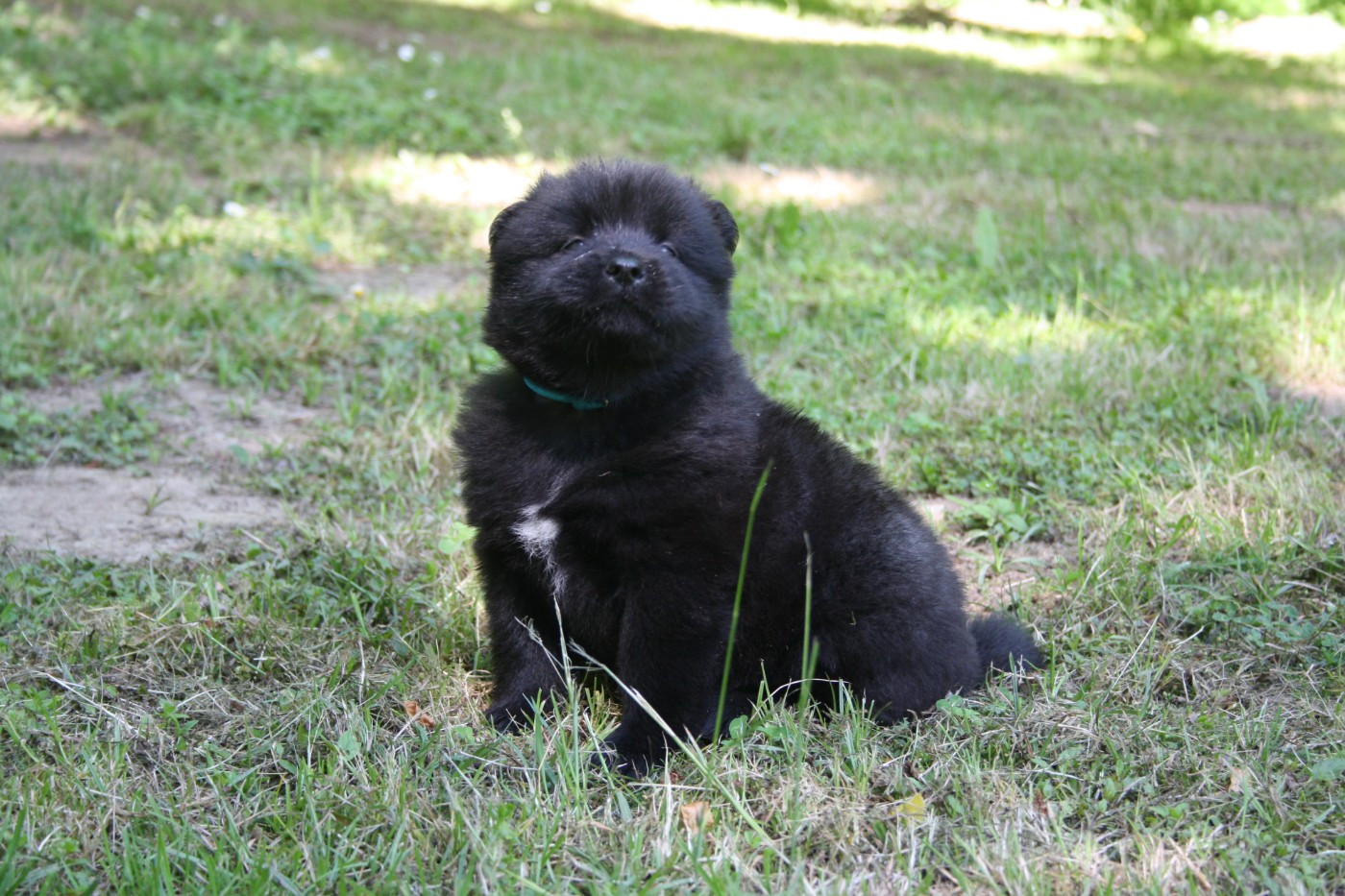 Des Oursons De La Fee - Chiots disponibles - Eurasier