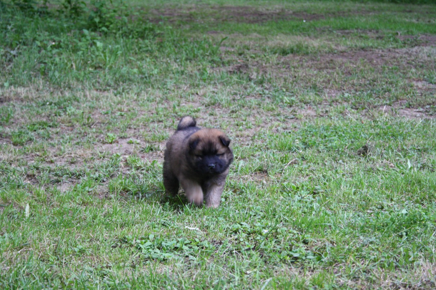 Des Oursons De La Fee - Chiots disponibles - Eurasier