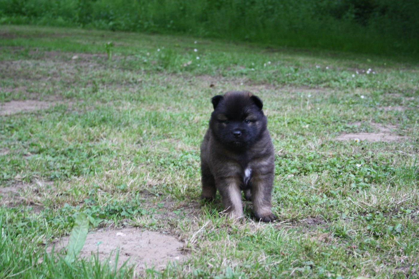 Des Oursons De La Fee - Chiots disponibles - Eurasier