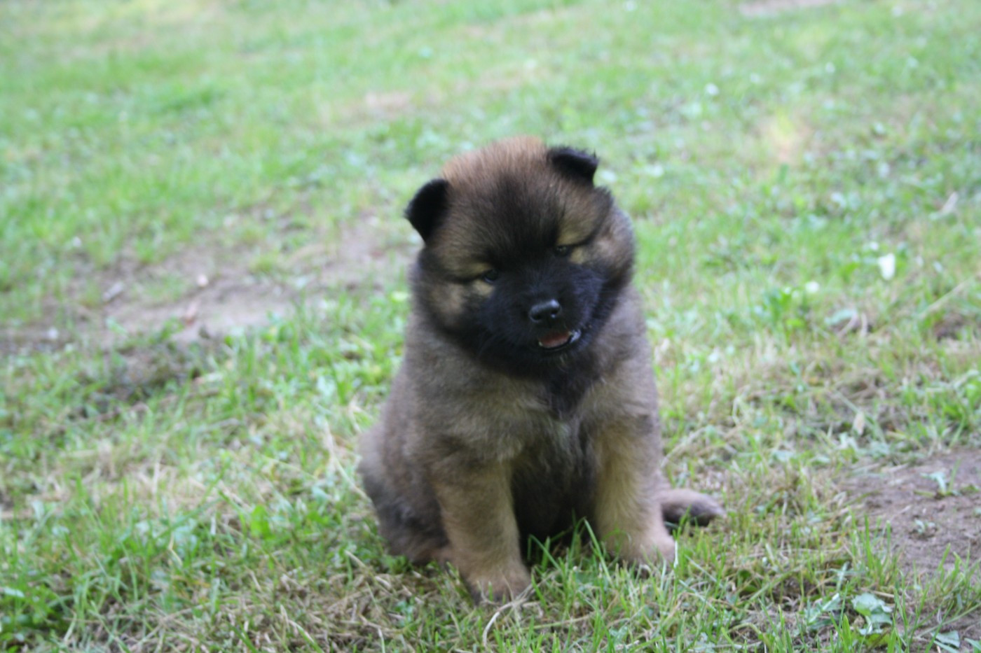 Des Oursons De La Fee - Chiots disponibles - Eurasier
