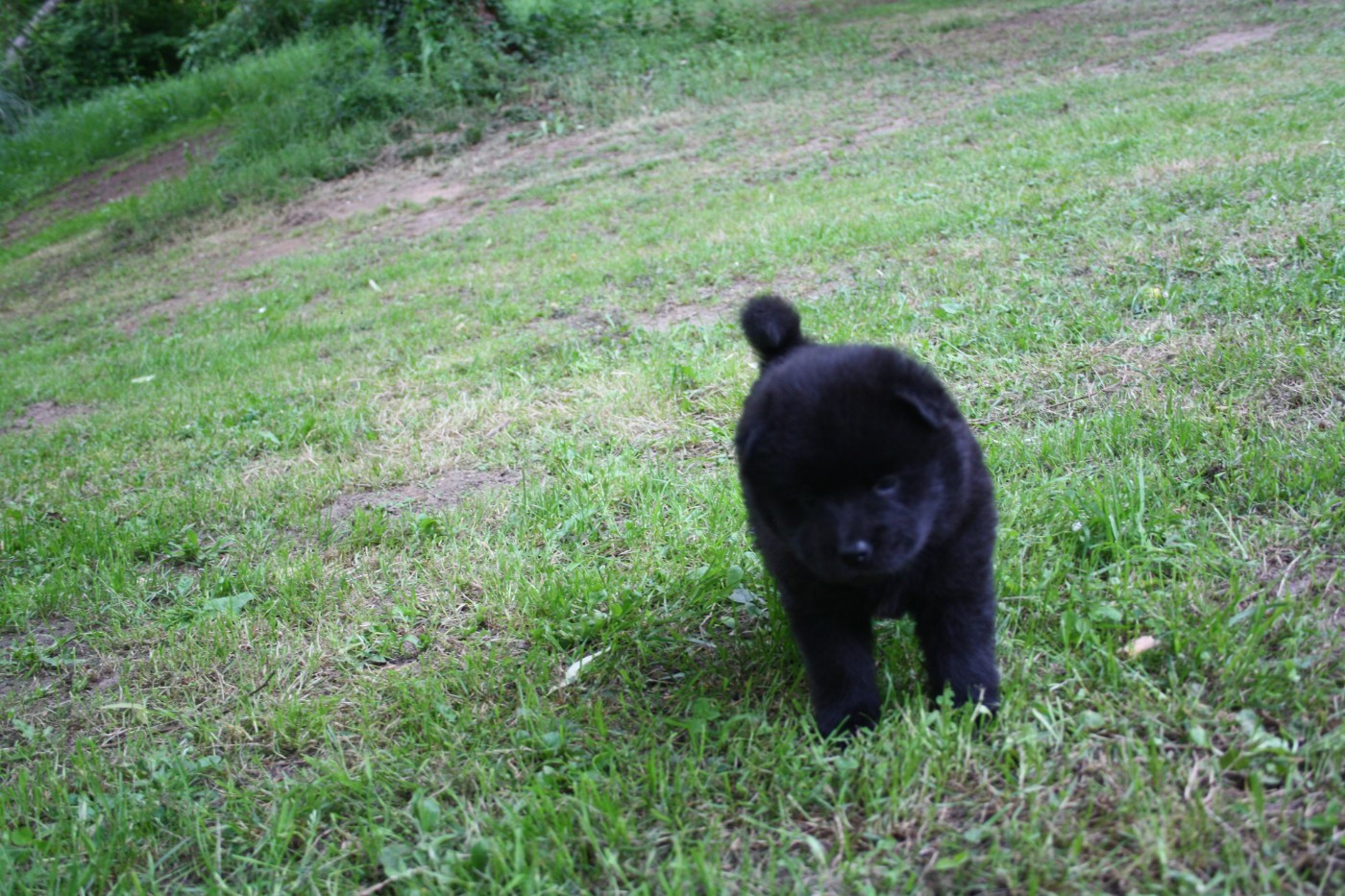 Des Oursons De La Fee - Chiots disponibles - Eurasier