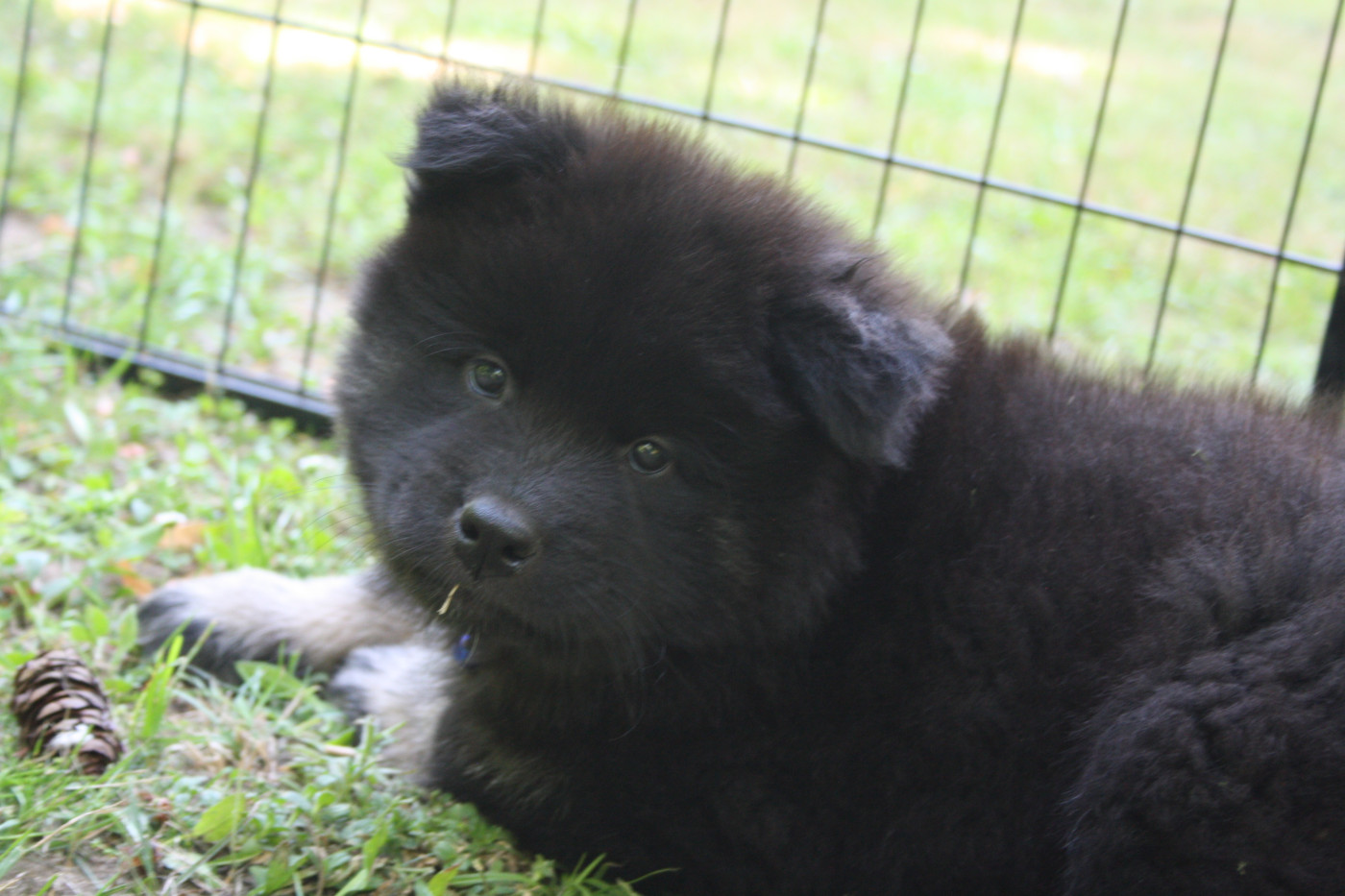 Des Oursons De La Fee - Chiots disponibles - Eurasier