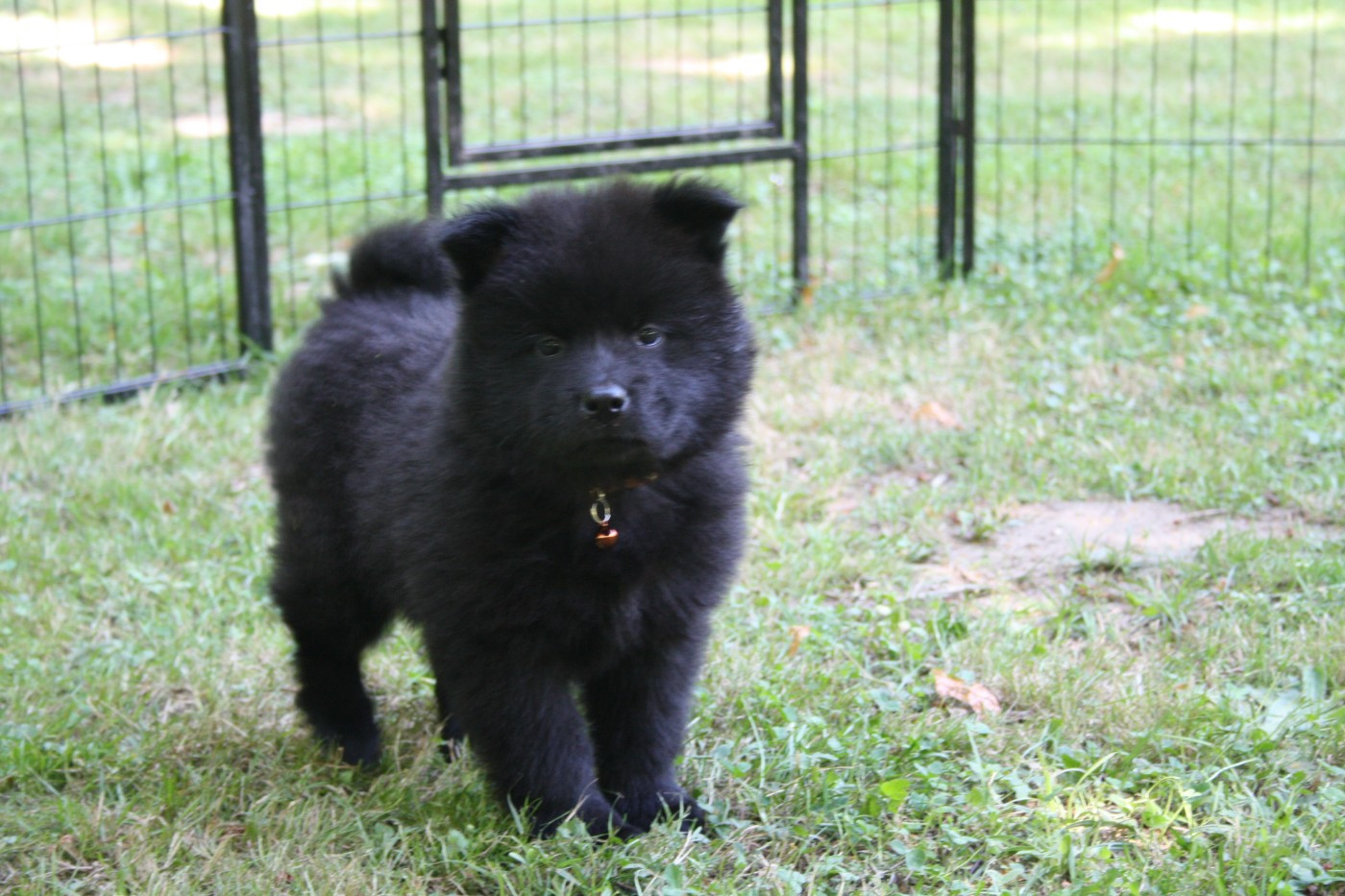 Des Oursons De La Fee - Chiots disponibles - Eurasier