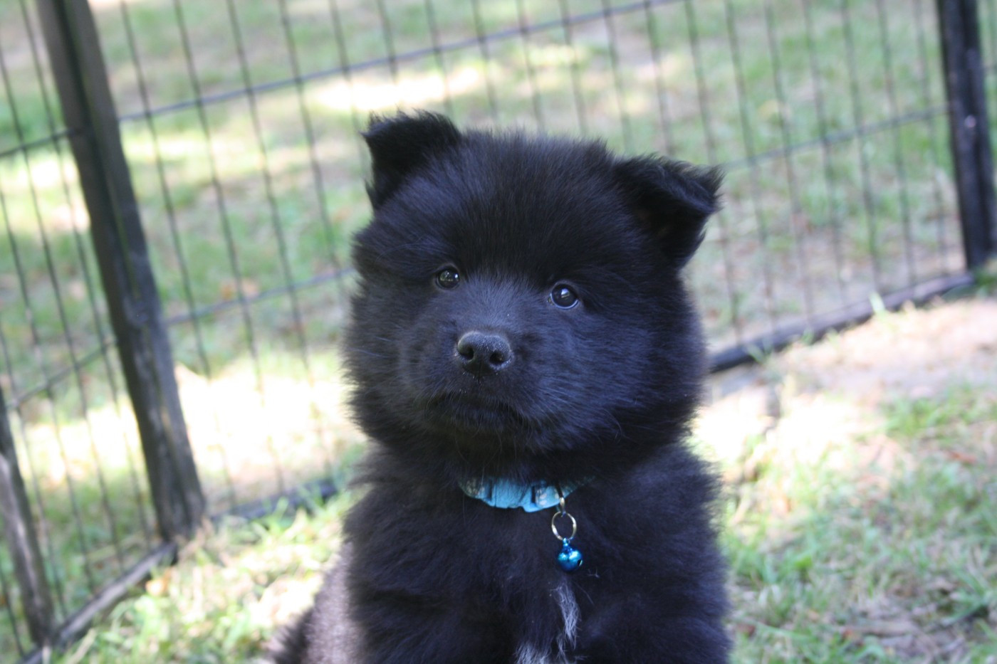 Des Oursons De La Fee - Chiots disponibles - Eurasier