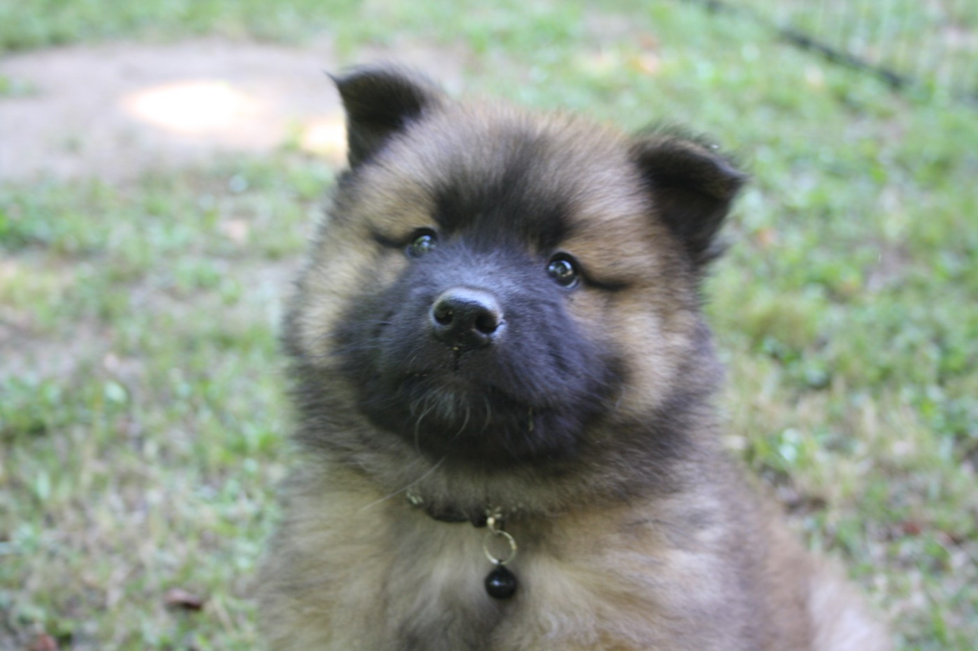 Des Oursons De La Fee - Chiots disponibles - Eurasier