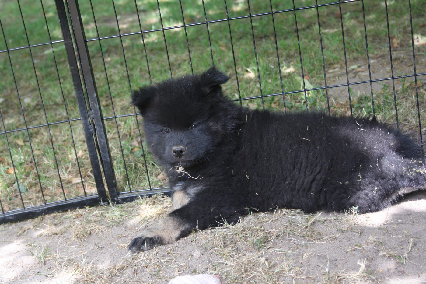 Des Oursons De La Fee - Chiots disponibles - Eurasier
