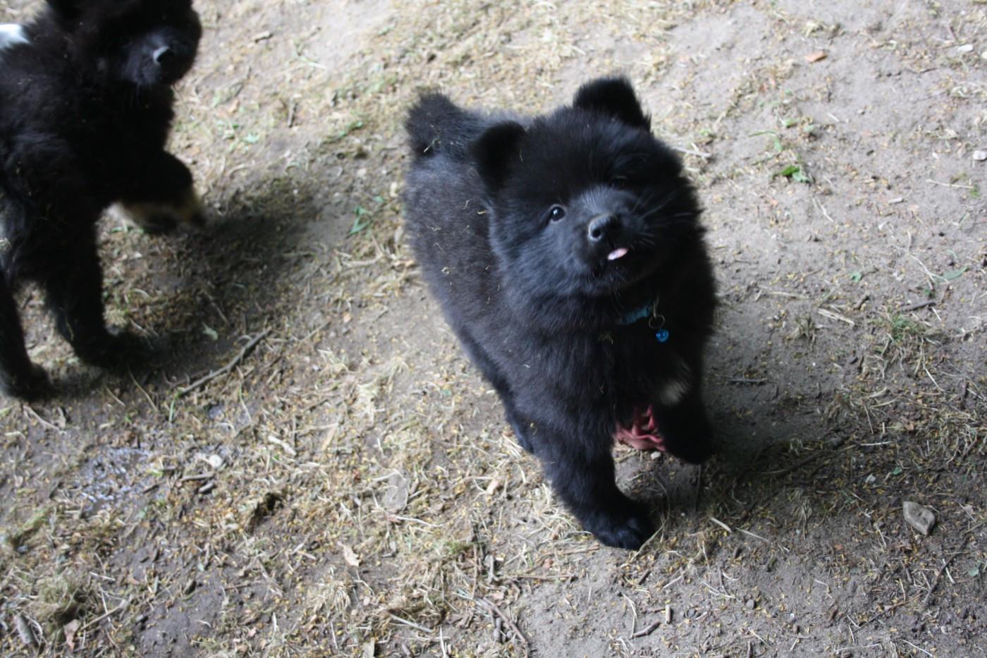 Des Oursons De La Fee - Chiots disponibles - Eurasier