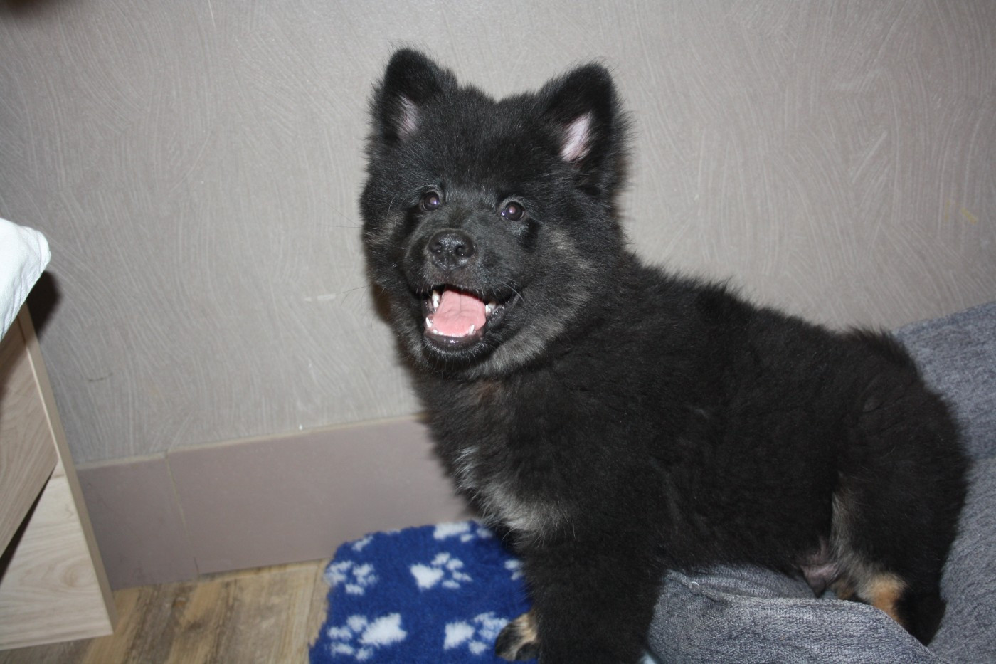 Des Oursons De La Fee - Chiots disponibles - Eurasier