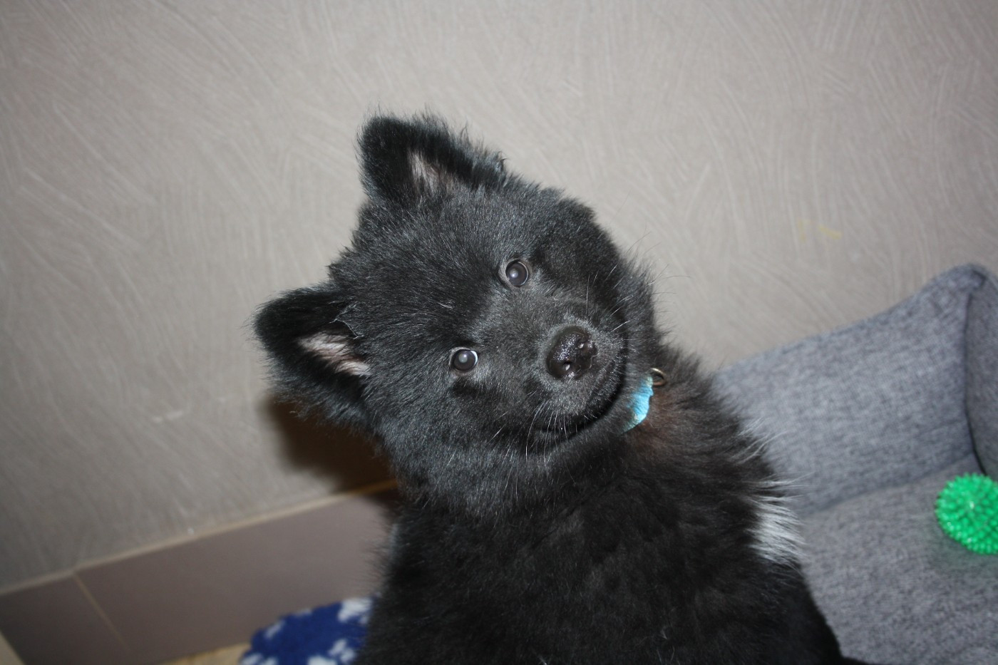 Des Oursons De La Fee - Chiots disponibles - Eurasier