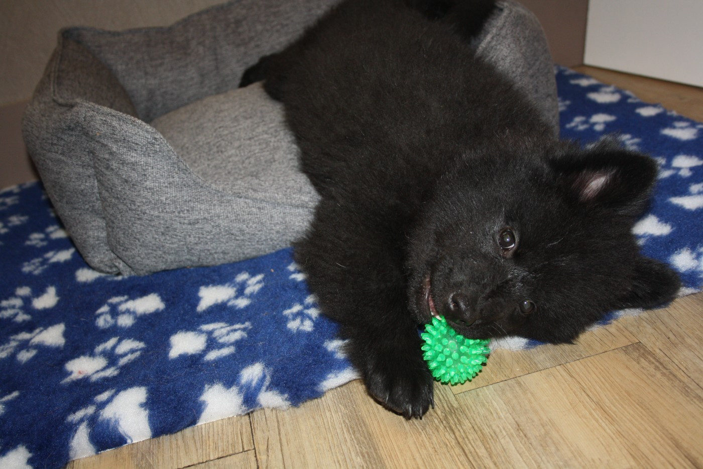 Des Oursons De La Fee - Chiots disponibles - Eurasier