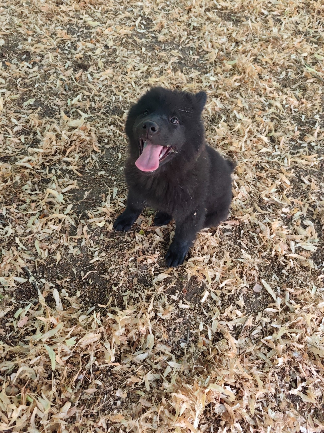 Des Oursons De La Fee - Chiots disponibles - Eurasier