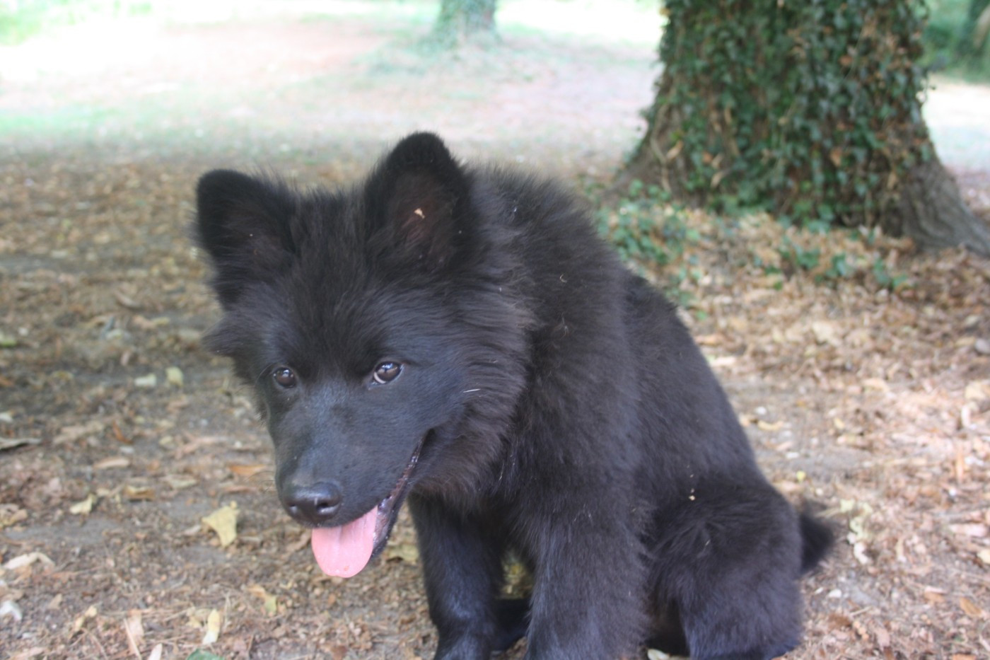 Des Oursons De La Fee - Chiots disponibles - Eurasier
