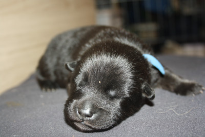 Collier bleue foncé